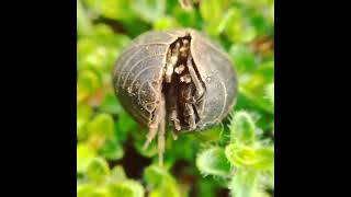 A woodlouse (plural woodlice).#insect #insectsworld #shorts#facts#short #wildlife#videography#nature