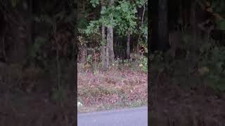 THE DEER I ALMOST HIT!  #deer #deerhunting #shorts #farm #forest #bucks #country #countryroads #usa