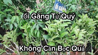 Giống Ổi Găng Đông Dư Quá Giòn, Ngọt Trồng Chậu Cực Kỳ Sai Quả