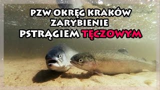 Wędkarstwo | PZW Okręg Kraków - zarybianie pstrągiem tęczowym.