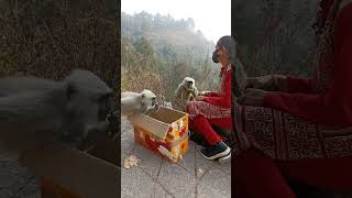 Langur जी कितनी सुन्दर जगह रहते है