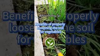 Benefit of properly loosening the soil for vegetables #shortvideo #garden #howto #youtubeshorts