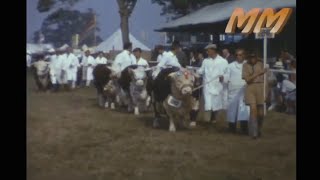 Dorset Show and Harvesting 1964 old cine film 384