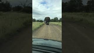 Elephant in Kruger