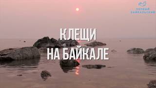 Клещи на Байкале: куда не стоит ездить