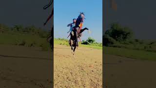 kathiyawadi horse 72  and horse lover #shorts #viral #viral #horse #subscribe #horseriding #ghoda