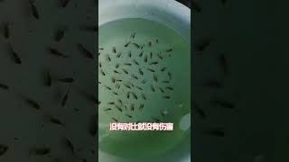 #folded skirttailion #folded skirttailionfish fry #fish farming diary I hope this year has a good