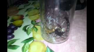 A   solifugid Eating a Scorpion مشهد مثير - عنكبوت يأكل عقرب