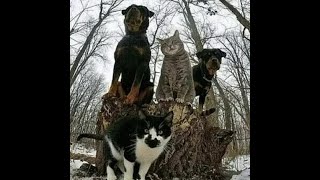 😺 Хулиганы нашего двора! 🐕 Смешное видео с собаками, кошками и котятами! 😸