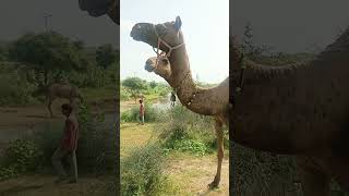 Twin camels kid#ytshorts