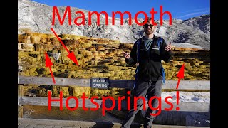 Yellowstone vlog series episode 2| A bird dancing in Mammoth Hotsprings!