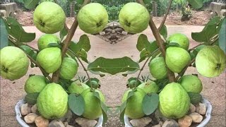 How To Graft Guava tree Tree | Guava tree Grafting | how to Guava tree plant not growing?