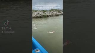 PESCA DE PARGOS CON LA MEJOR CARNADA #fishing #pescaderia #pesca #mars #viral #viralvideo #pescando