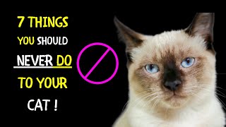 7 Things You Should Never Do to Your Cat