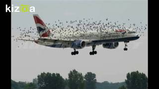 Prey of Birds Attacked British Airways 2017