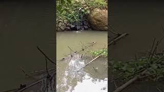 the gurgle of a rustic fountain #nature #amazing #shorts