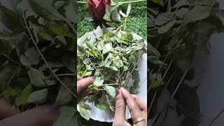 Homemade curry leaves oil for long Hair #hairgrowthchallenge#curryleavesbenefits #shorts - YouTube