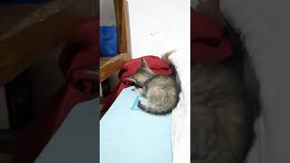 Milyy Sedang Cari Posisi Untuk Tidur - Anak Kucing