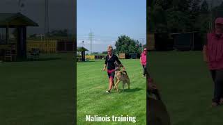 Malinois attack training