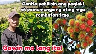 PAANO MAPAPALAKI AT MAPAPABUNGA NG MABILIS ANG ATING MGA TANIM NA RAMBUTAN