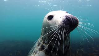 Scuba Diving Farnes 2018