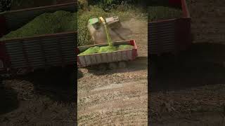 Corn Silage Chopping Expertise for High Yield