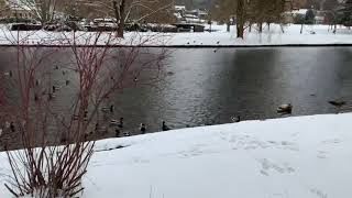 A Lot of Ducks in Governors Park - Bellefonte, Pennsylvania