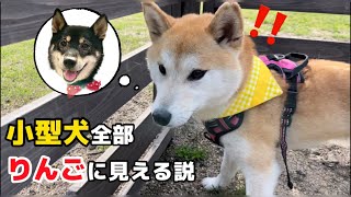 柴犬以外知らない柴犬の女の子が小型犬を見ると全部犬猿の仲の小粒黒柴りんごに見える説濃厚(笑)