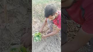 Brinjal Farming #shortsfeed #agriculture #agriculturalfarm #farmingideas #farming #greenfarm