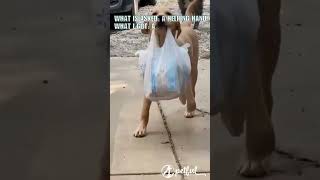 Lending a helping paw 🐶 #GroceryHelper #DogHelpingOwner #DogAssistance #DogLovers #HelpfulPets