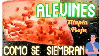 como sembrar alevinos de tilapia roja ? #virales #viralvideos #viralvideo #viralreels