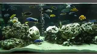 Malawi cichlids tank 1200L III.