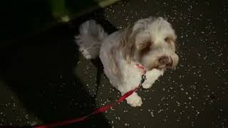 Training dog to cross the road #dogs #dogexercise #hugo