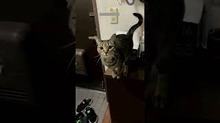 ❤️🐈 Funny cats ❤️🐈 , ❤️Cute cats #CatHouse  episode 625