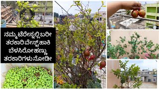 Terrace Garden|Composite waste Gardening without soil|ಮಣ್ಣು ಇಲ್ಲದೆ ಗಿಡಗಳನ್ನು ಹೇಗೆ ಬೆಳೆಸೋದು ನೊಡ್ಡೋಣ