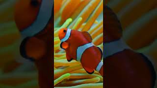 Explore The World Of The Beautiful Clownfish