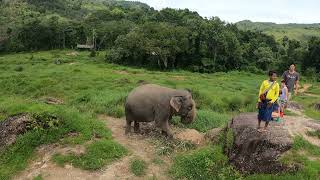 Bukit Elephant Park Phuket часть 5, 2023