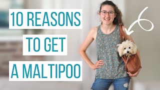 10 REASONS TO GET A MALTIPOO | Why the Maltipoo is the Perfect Dog