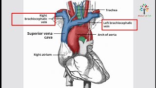 Blood vessels associated with heart || Cardiovascular system || Medical Lab Tech.