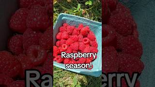 RASPBERRY SEASON IS ON! #ontario #ontarioroadtrip #toronto #torontodaytrip