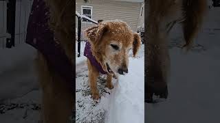 Snow Eater Titan 13 #goldendog #goldretriever #dog #snow