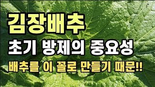 [김장채소]김장배추 초기방제의 중요성 /배추 기형과의 원인/배추모양이 이상하다