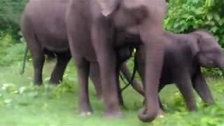 Wild Elephant family crossing the road with baby | elephant attack | Masinagudi to ooty road