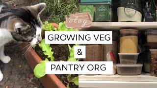 GARDEN finally Grows + Round 2 of my PANTRY ORGANISATION| VLOG