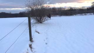 Snow walk with Riley at Dusk