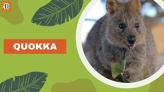 QUOKKA | The Happiest #animals  on #earth