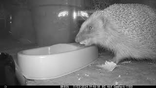 Hedgehogs - Inside Marilyn's Feeder  -  12 Mar 2024