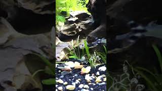 Rummynose tetra aquqscape