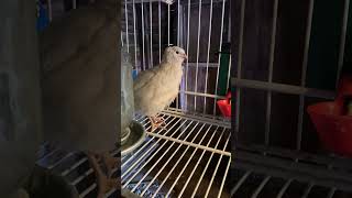 Jumbo White Coturnix Quail Male Crow!