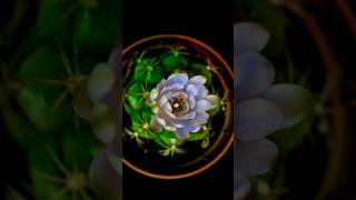 Cactus Flower blooming Time Lapse #4k #blooming #timelapse #shorts #ytshorts